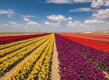 TULIP GARDENS & KARAMAN & TAŞKALE GRANARIES