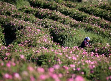 ROSE HARVEST & EGIRDIR LAKE & BEYSEHİR LAKE & LOTUS FLOWERS & STORKS VALLEY