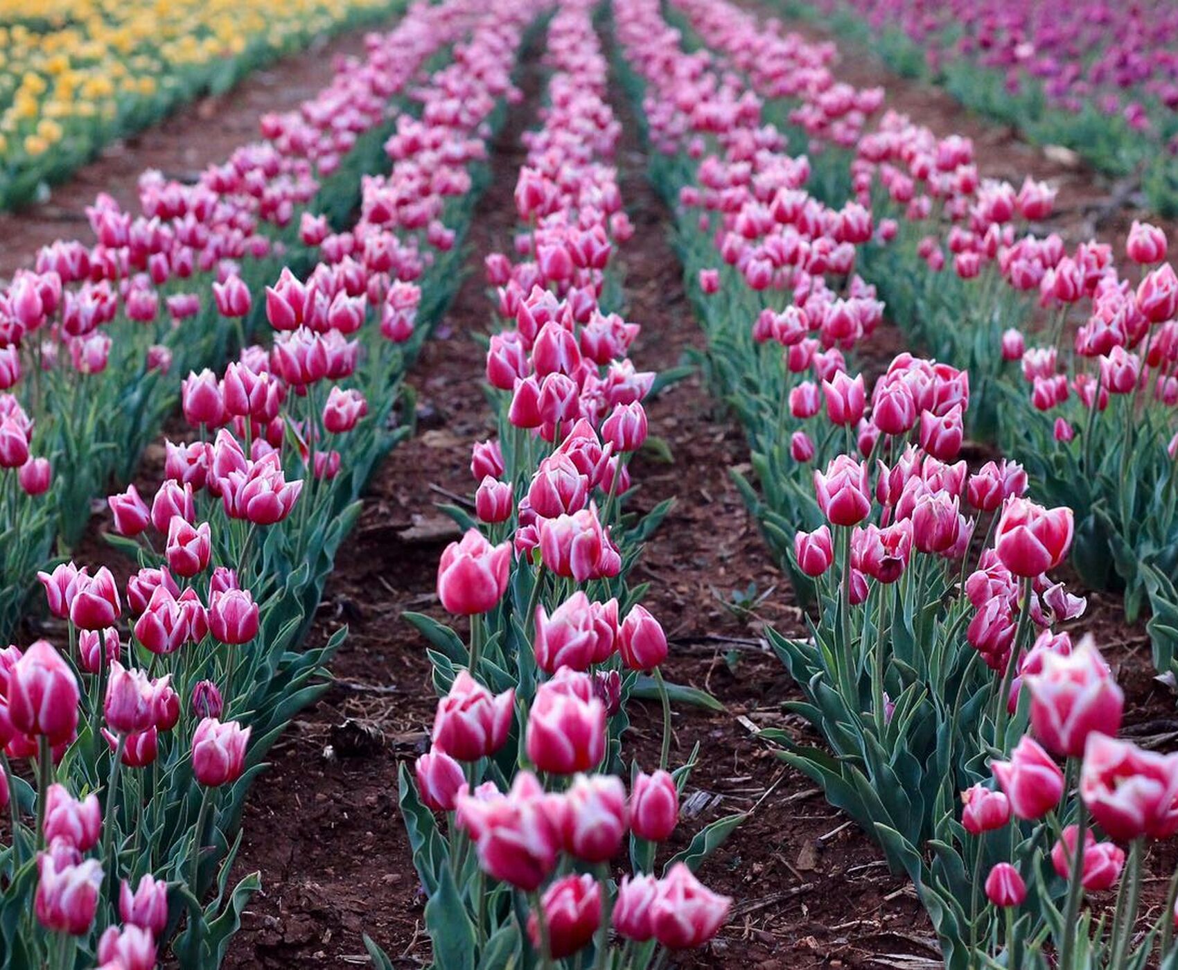 TULIP GARDENS & KARAMAN & TAŞKALE GRANARIES