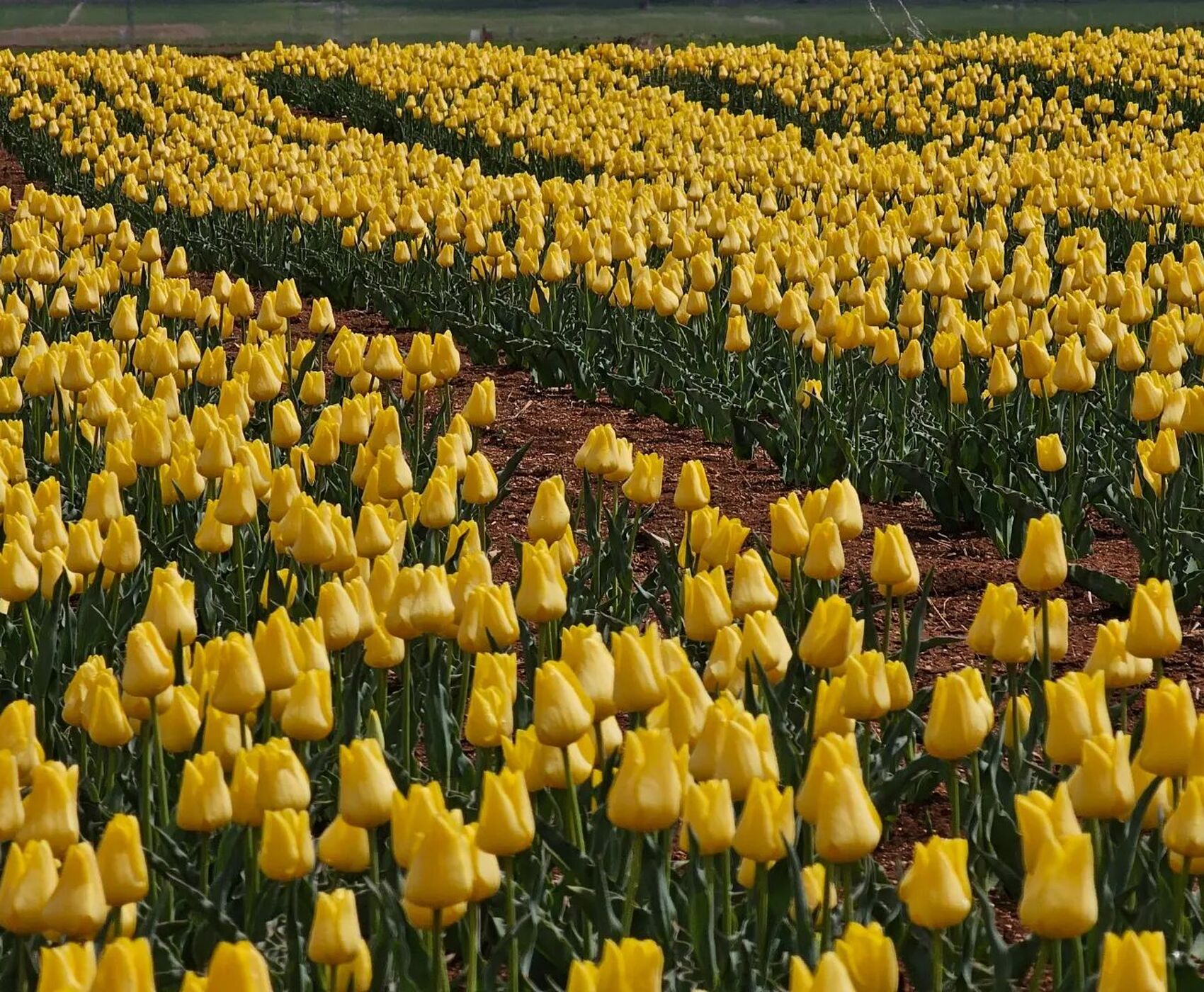 TULIP GARDENS & KARAMAN & TAŞKALE GRANARIES