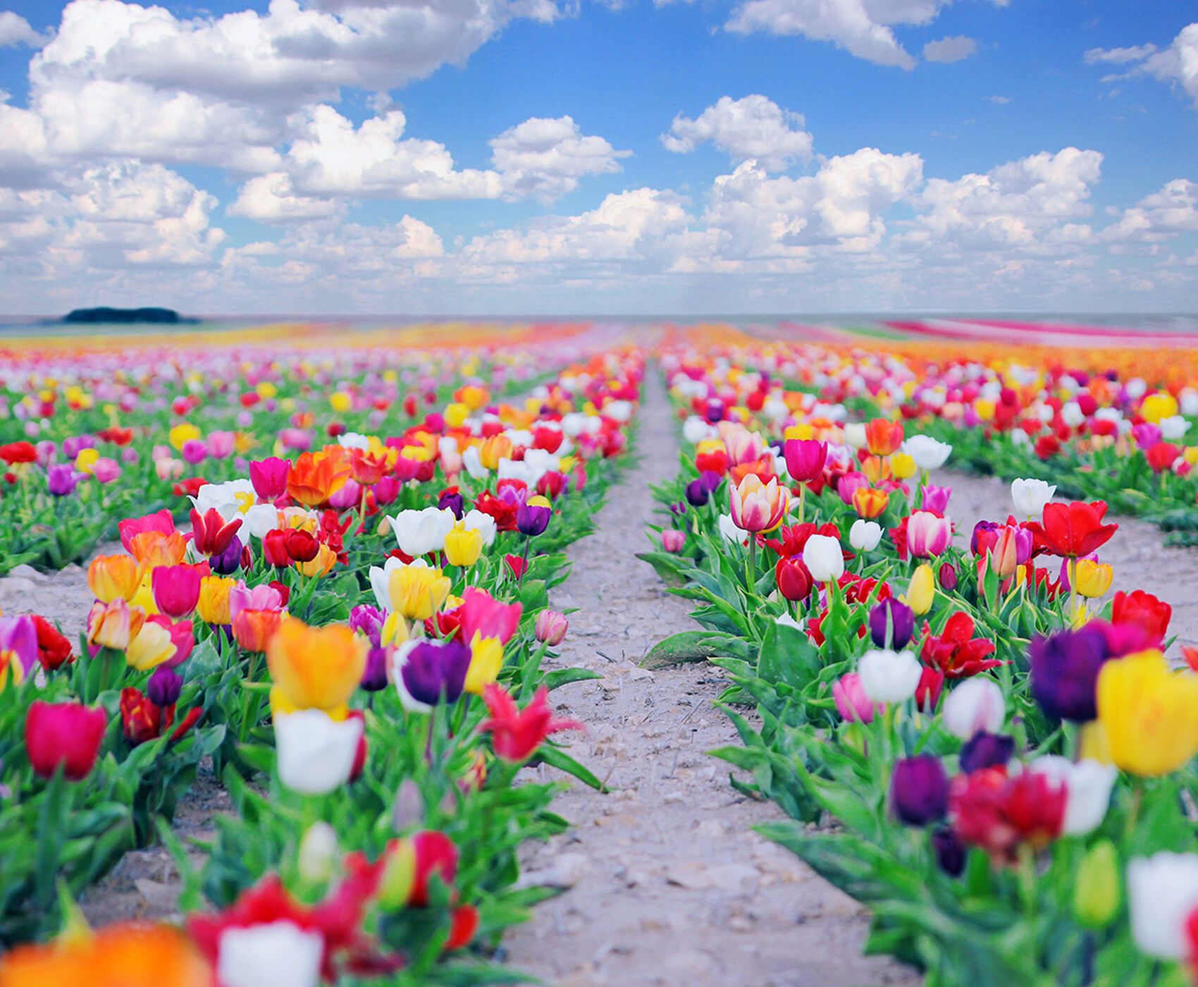 TULIP GARDENS & KARAMAN & TAŞKALE GRANARIES