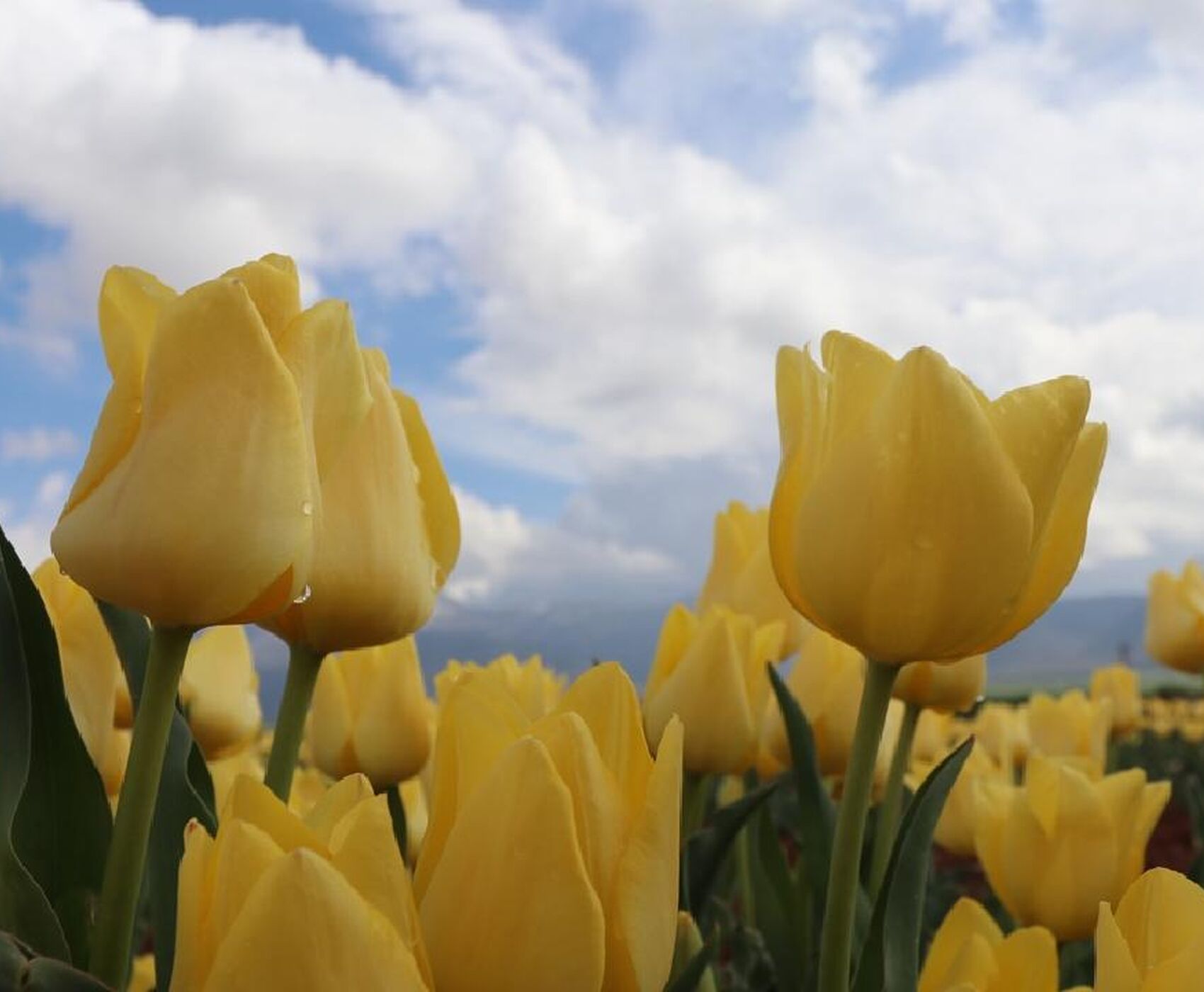 TULIP GARDENS & KARAMAN & TAŞKALE GRANARIES