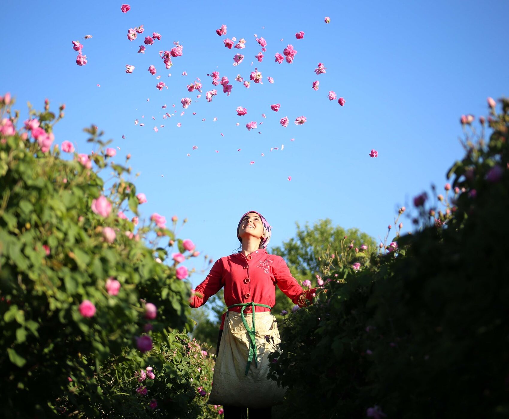 ROSE HARVEST & EGIRDIR LAKE & BEYSEHİR LAKE & LOTUS FLOWERS & STORKS VALLEY