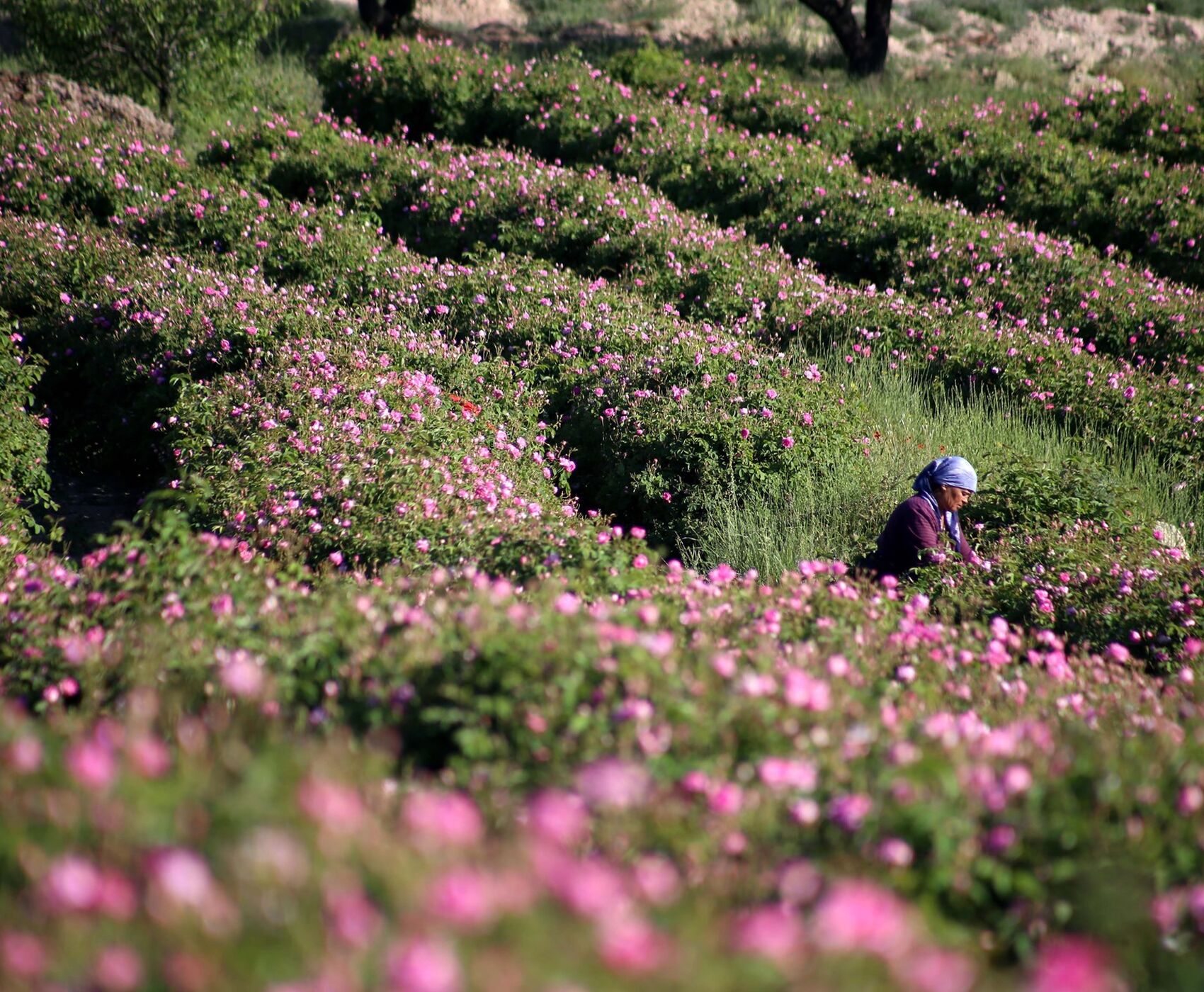 ROSE HARVEST & EGIRDIR LAKE & BEYSEHİR LAKE & LOTUS FLOWERS & STORKS VALLEY