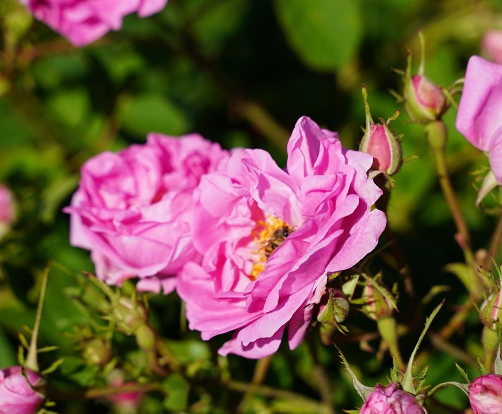 ROSE HARVEST & EGIRDIR LAKE & BEYSEHİR LAKE & LOTUS FLOWERS & STORKS VALLEY