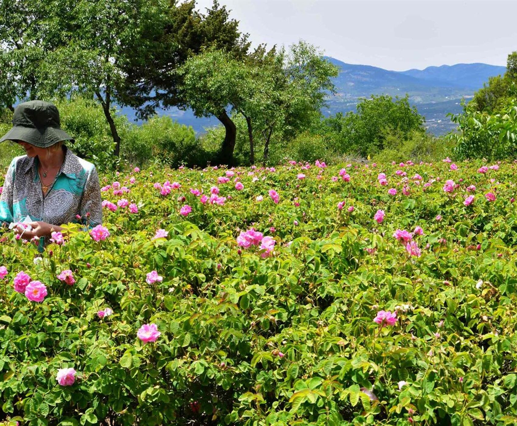 ROSE HARVEST & EGIRDIR LAKE & BEYSEHİR LAKE & LOTUS FLOWERS & STORKS VALLEY