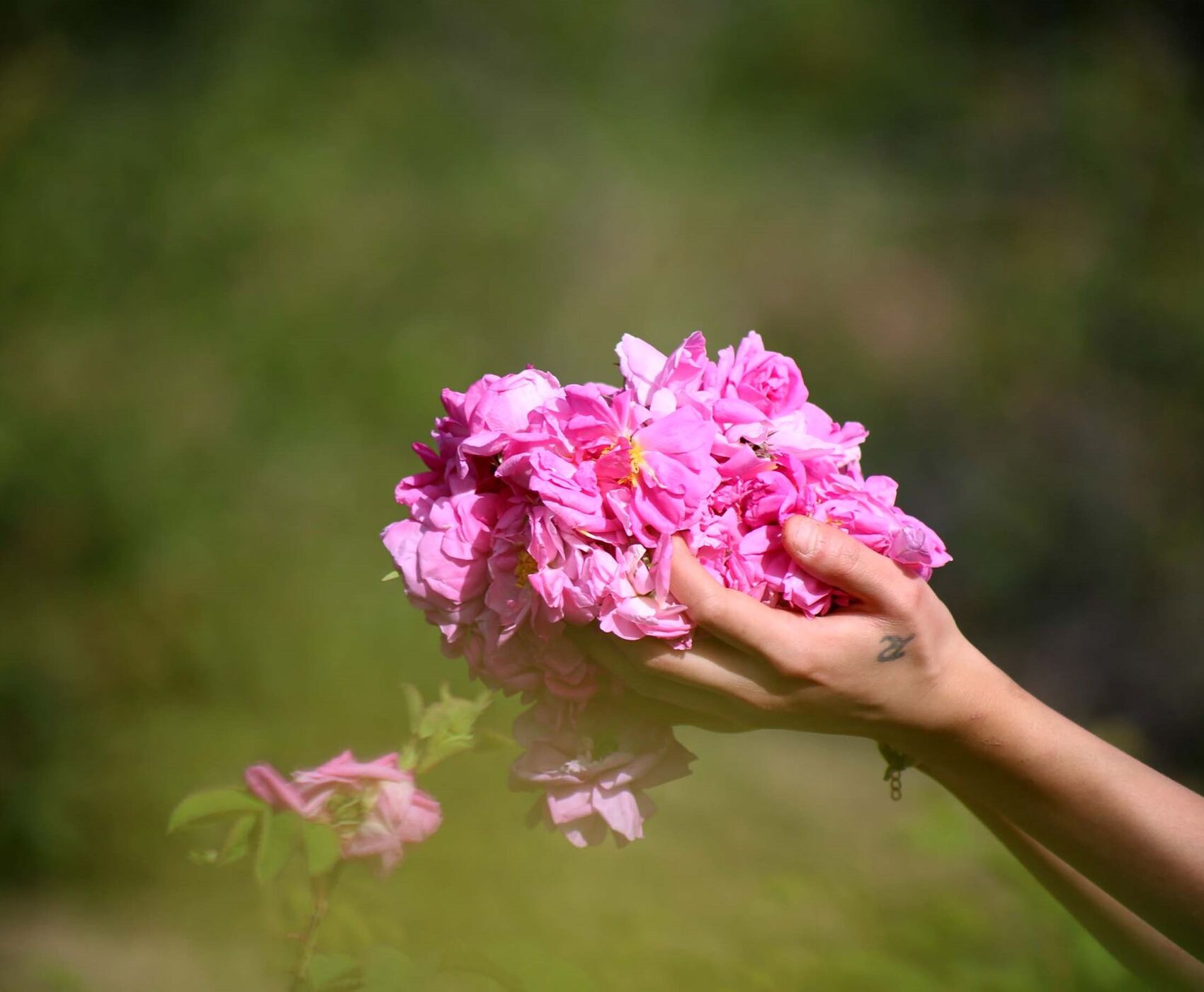 ROSE HARVEST & EGIRDIR LAKE & BEYSEHİR LAKE & LOTUS FLOWERS & STORKS VALLEY