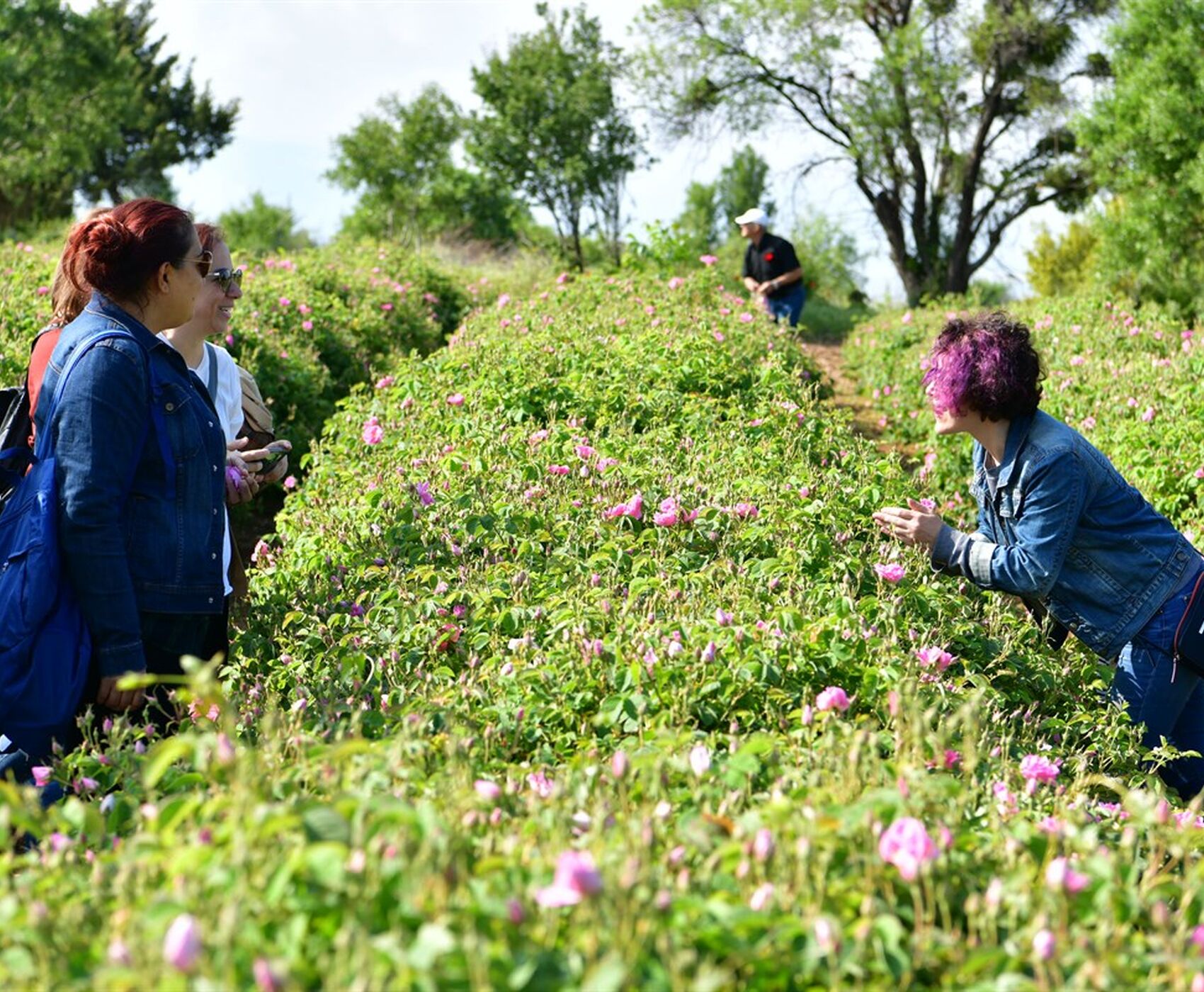 ROSE HARVEST & EGIRDIR LAKE & BEYSEHİR LAKE & LOTUS FLOWERS & STORKS VALLEY