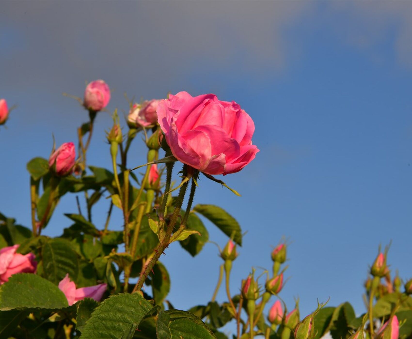 ROSE HARVEST & EGIRDIR LAKE & BEYSEHİR LAKE & LOTUS FLOWERS & STORKS VALLEY