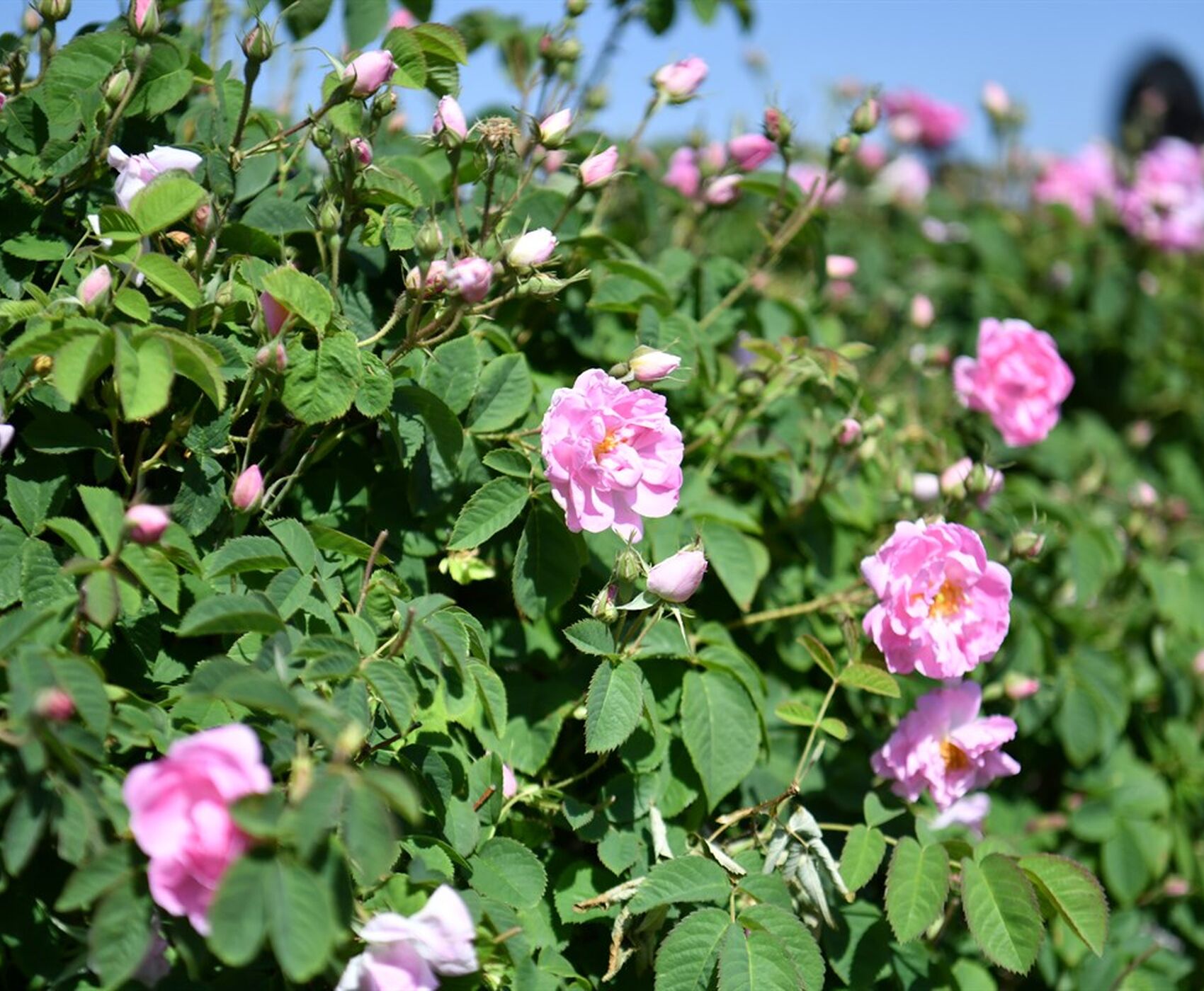 ROSE HARVEST & EGIRDIR LAKE & BEYSEHİR LAKE & LOTUS FLOWERS & STORKS VALLEY