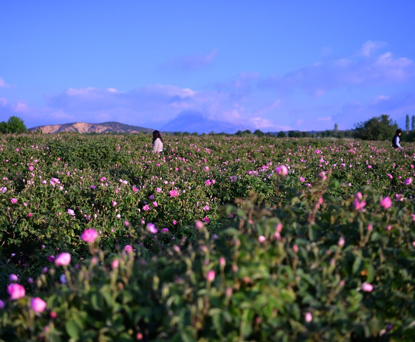 ROSE HARVEST & EGIRDIR LAKE & BEYSEHİR LAKE & LOTUS FLOWERS & STORKS VALLEY