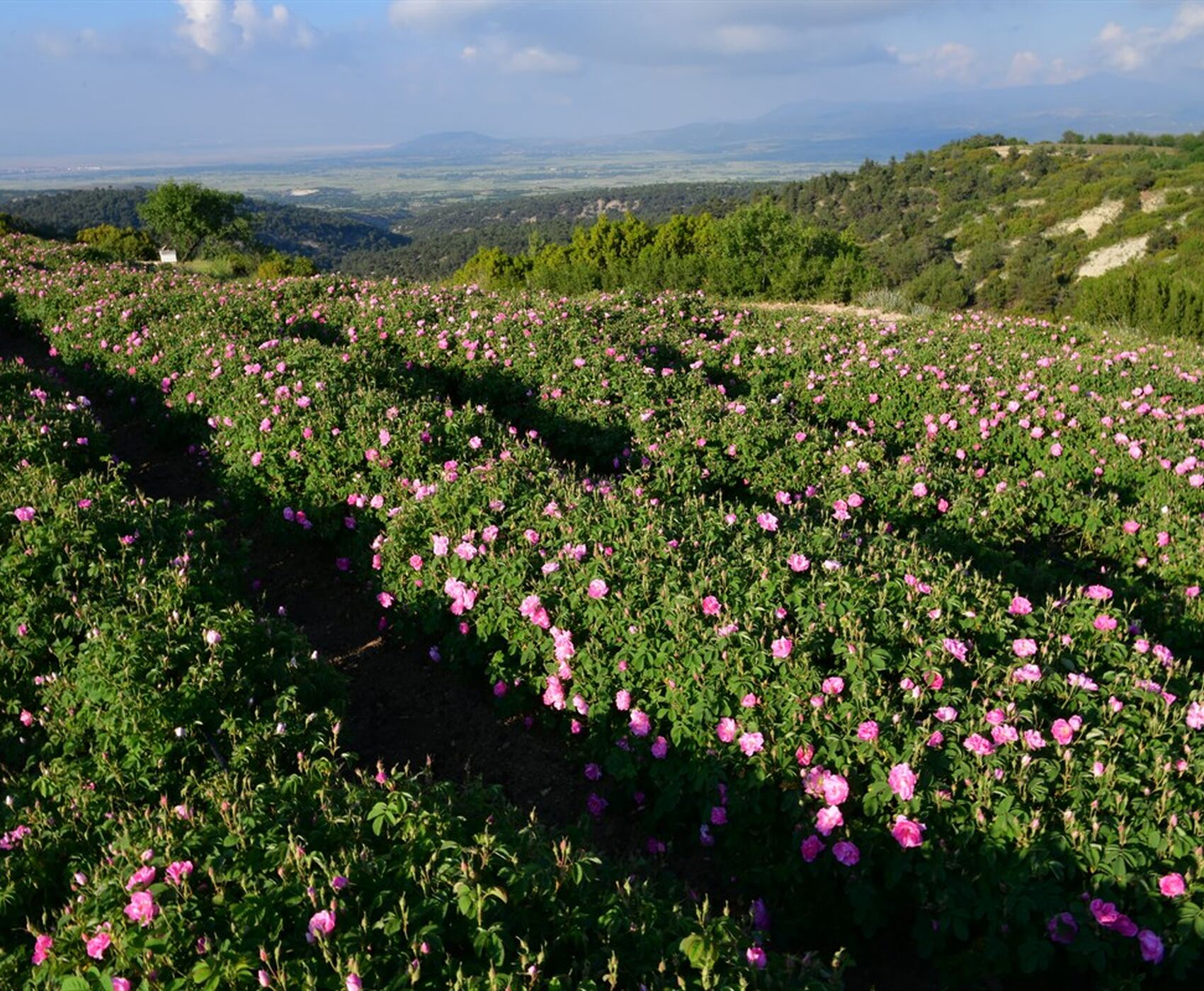 ROSE HARVEST & EGIRDIR LAKE & BEYSEHİR LAKE & LOTUS FLOWERS & STORKS VALLEY