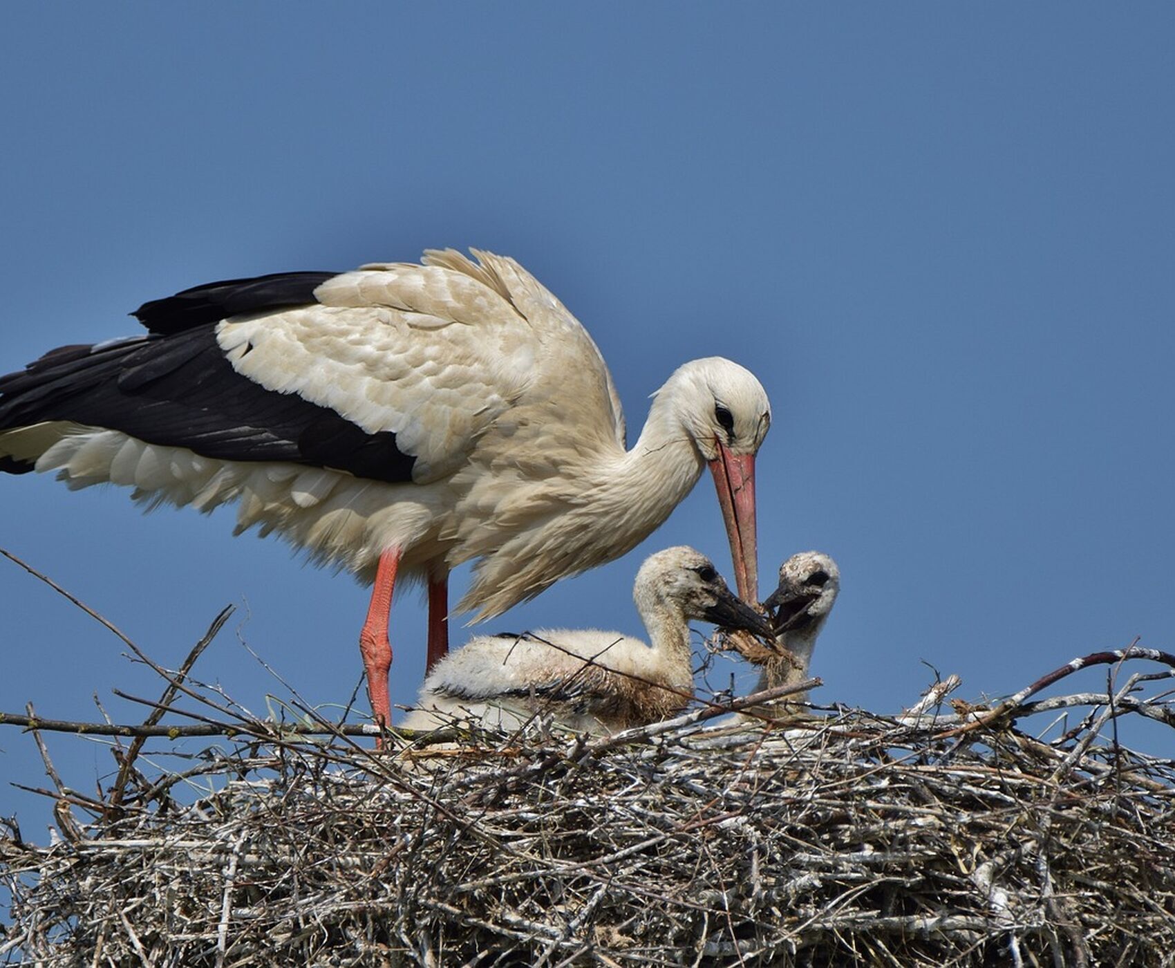 ROSE HARVEST & EGIRDIR LAKE & BEYSEHİR LAKE & LOTUS FLOWERS & STORKS VALLEY