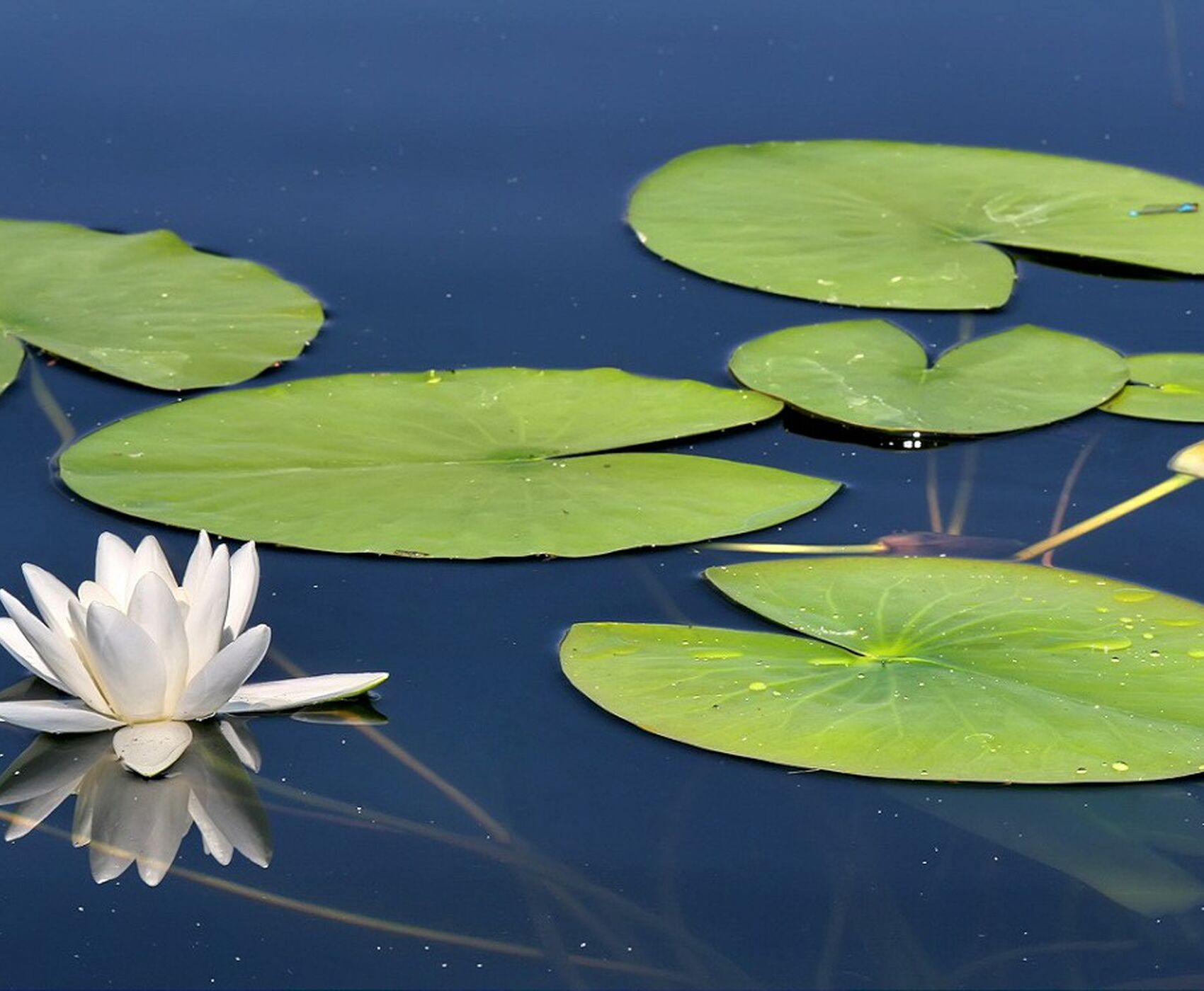 ROSE HARVEST & EGIRDIR LAKE & BEYSEHİR LAKE & LOTUS FLOWERS & STORKS VALLEY