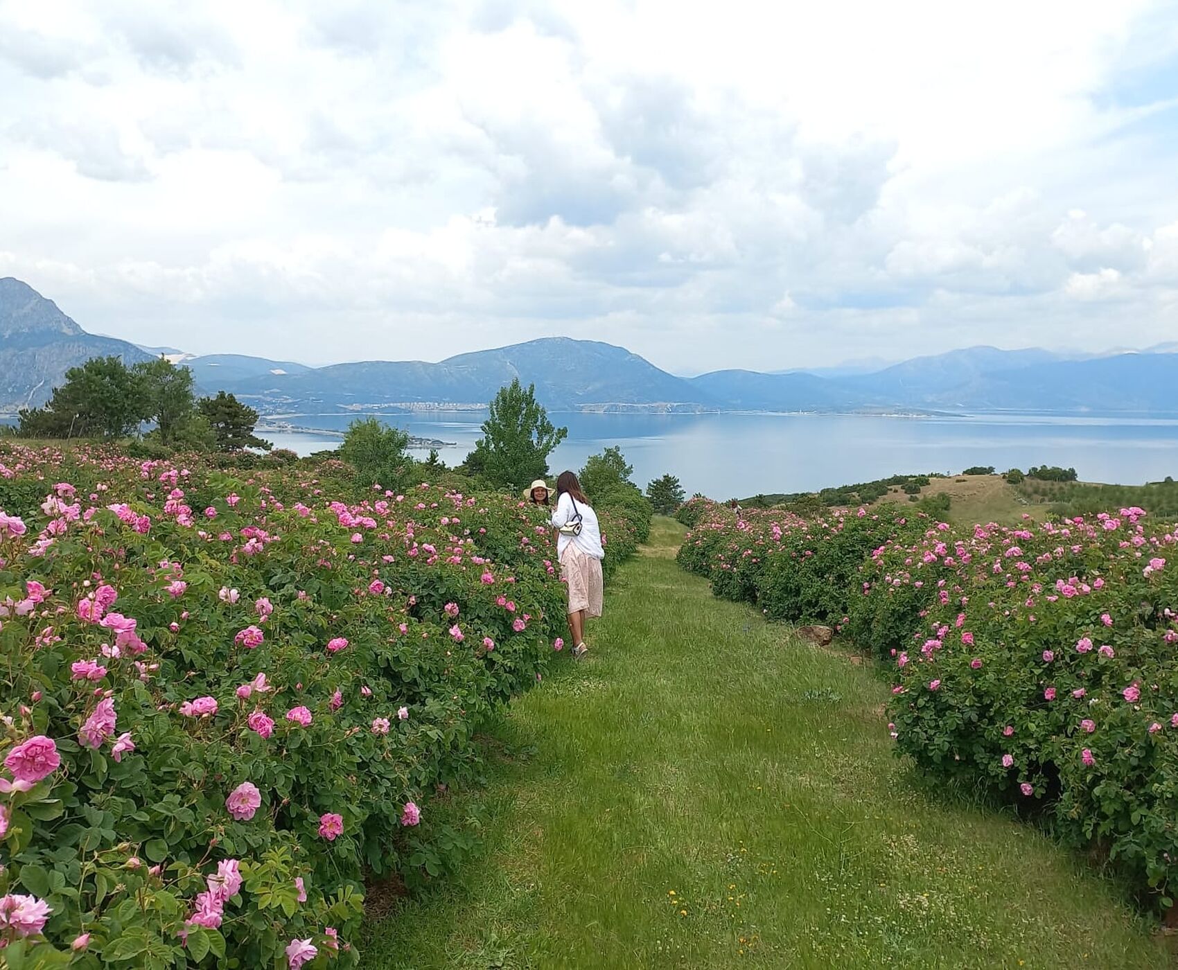 ROSE HARVEST & EGIRDIR LAKE & BEYSEHİR LAKE & LOTUS FLOWERS & STORKS VALLEY