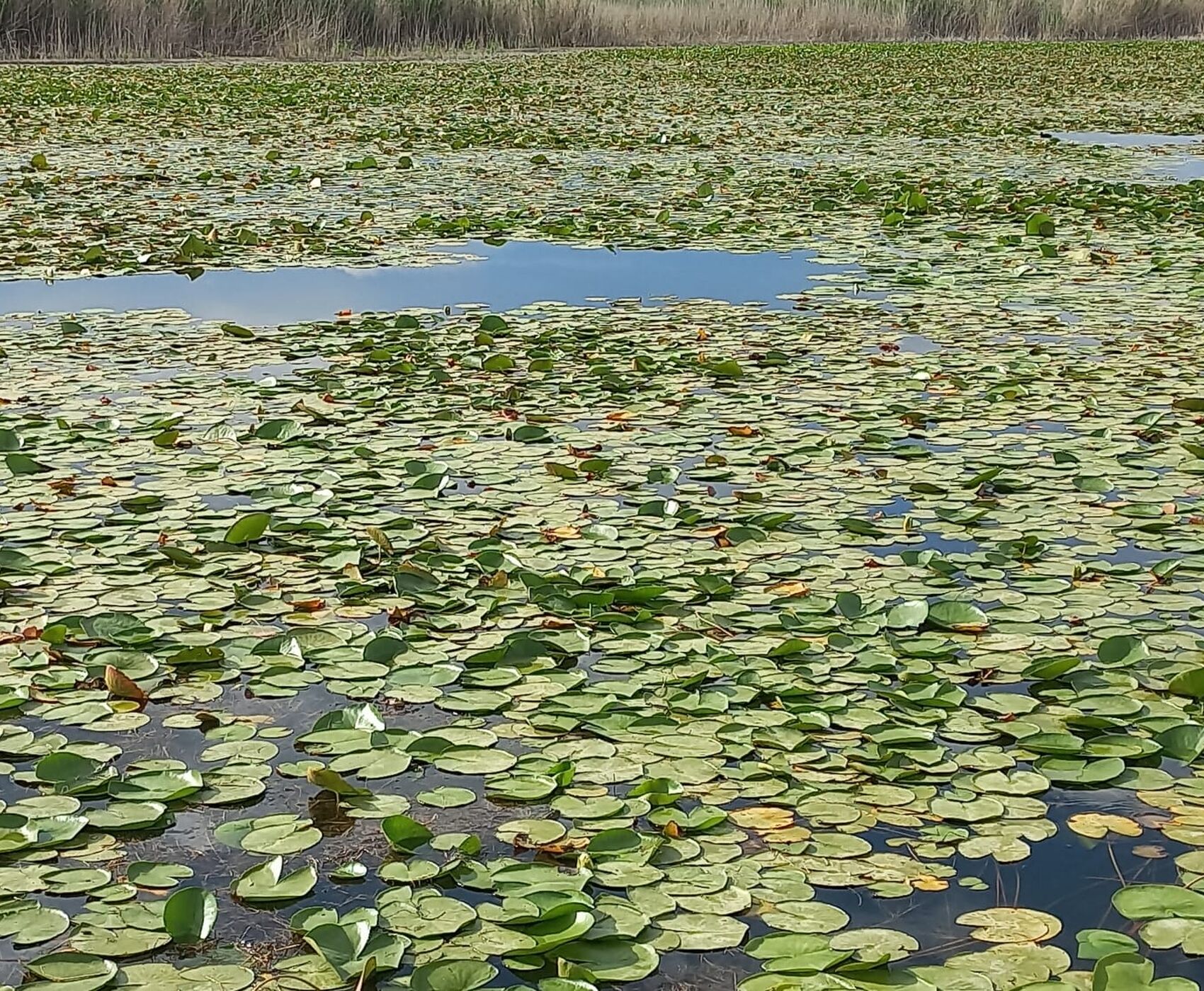 ROSE HARVEST & EGIRDIR LAKE & BEYSEHİR LAKE & LOTUS FLOWERS & STORKS VALLEY