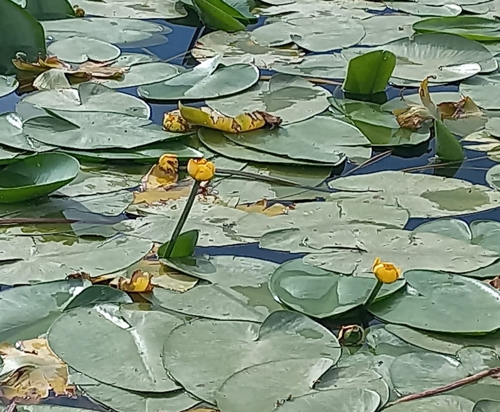 ROSE HARVEST & EGIRDIR LAKE & BEYSEHİR LAKE & LOTUS FLOWERS & STORKS VALLEY