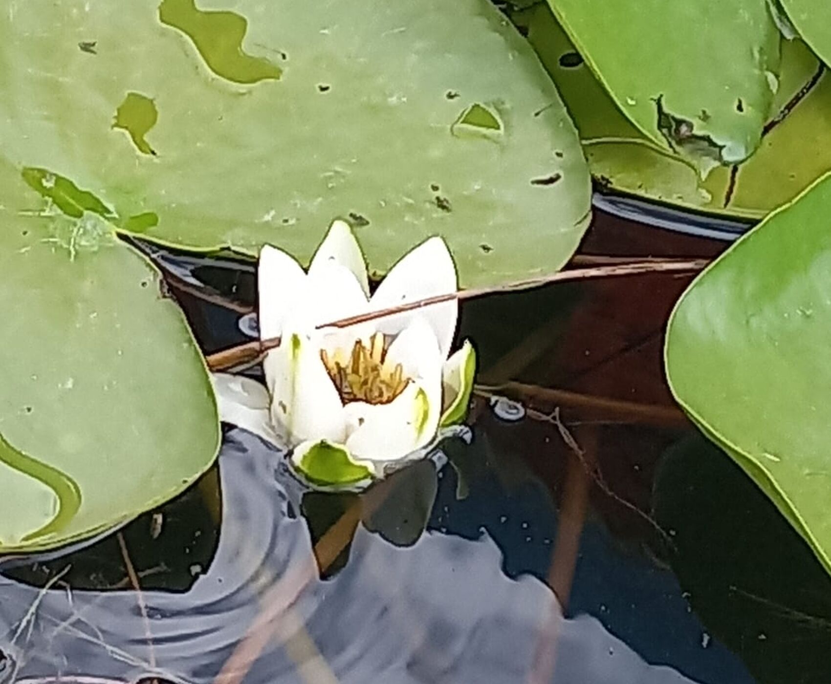 ROSE HARVEST & EGIRDIR LAKE & BEYSEHİR LAKE & LOTUS FLOWERS & STORKS VALLEY