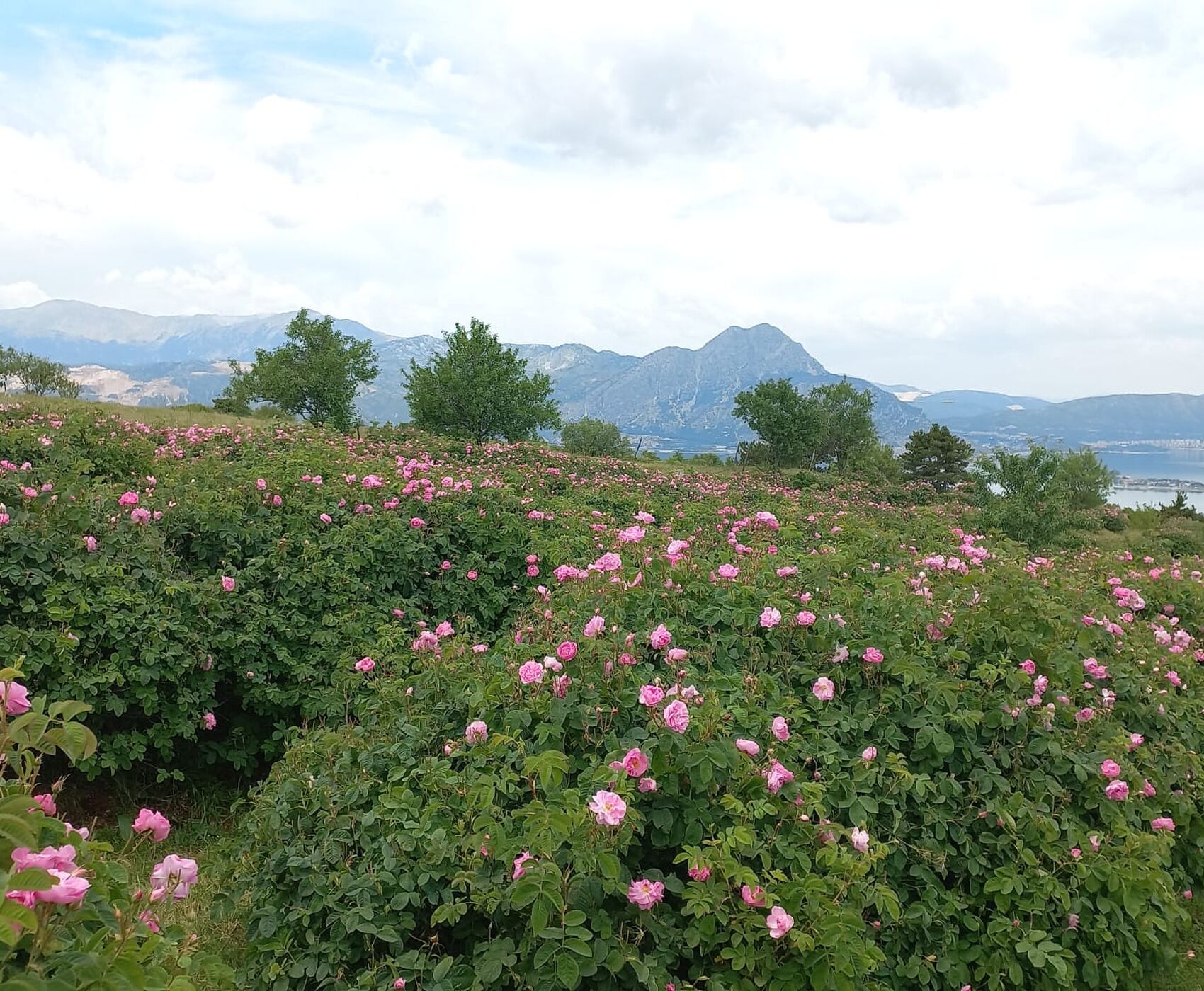 ROSE HARVEST & EGIRDIR LAKE & BEYSEHİR LAKE & LOTUS FLOWERS & STORKS VALLEY