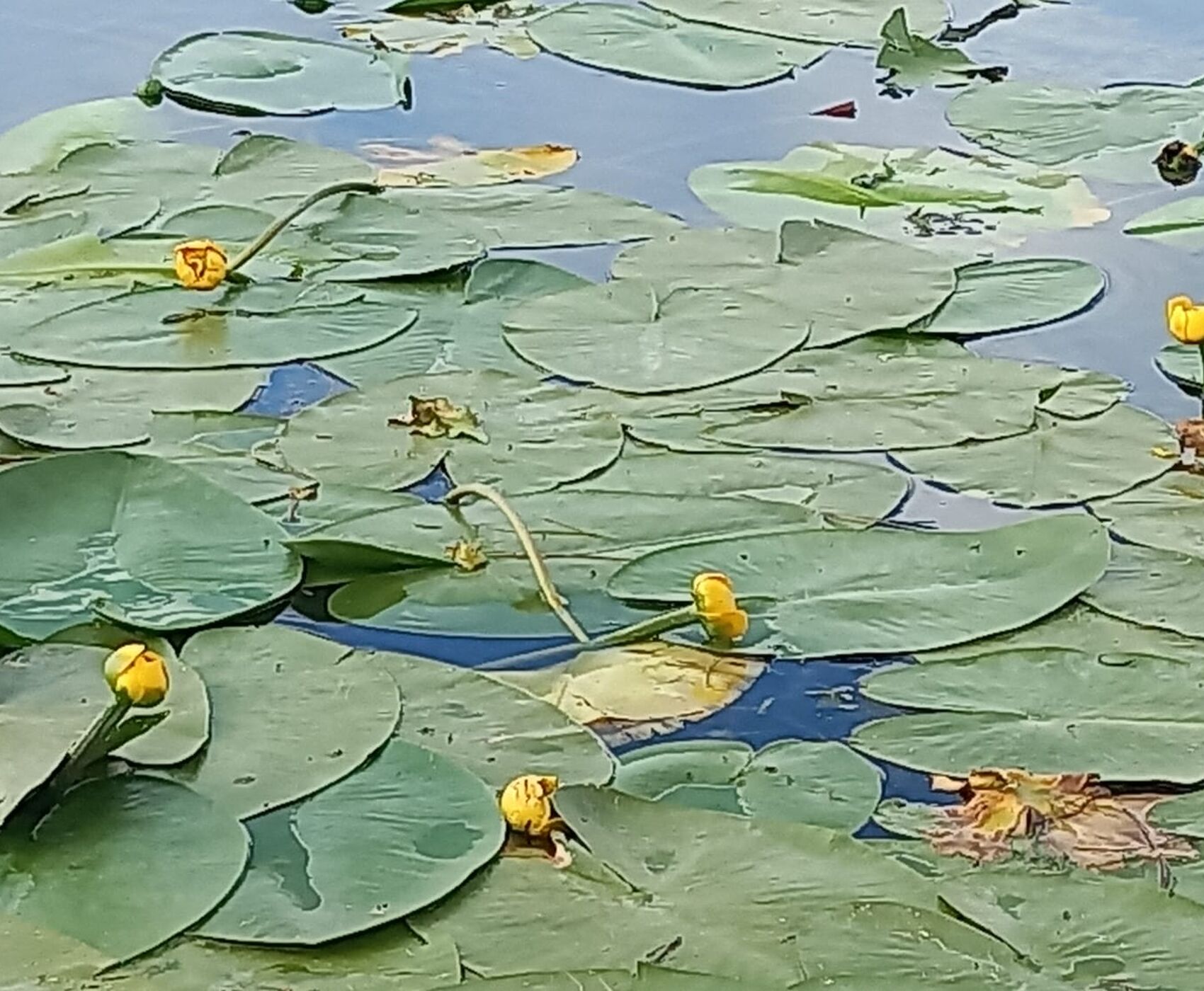 ROSE HARVEST & EGIRDIR LAKE & BEYSEHİR LAKE & LOTUS FLOWERS & STORKS VALLEY