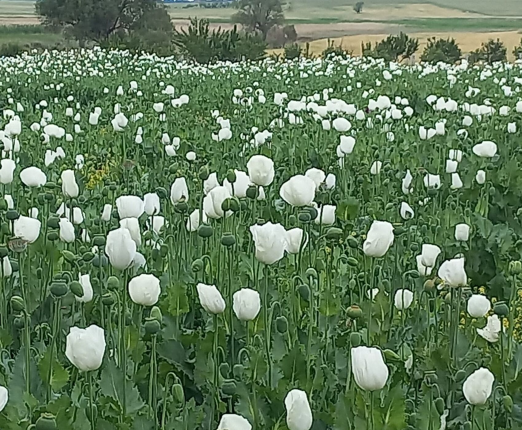 ROSE HARVEST & EGIRDIR LAKE & BEYSEHİR LAKE & LOTUS FLOWERS & STORKS VALLEY