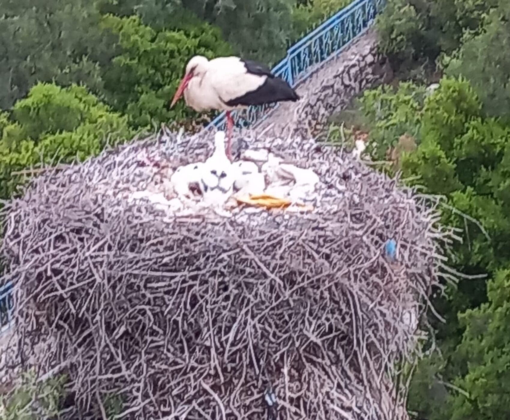 ROSE HARVEST & EGIRDIR LAKE & BEYSEHİR LAKE & LOTUS FLOWERS & STORKS VALLEY