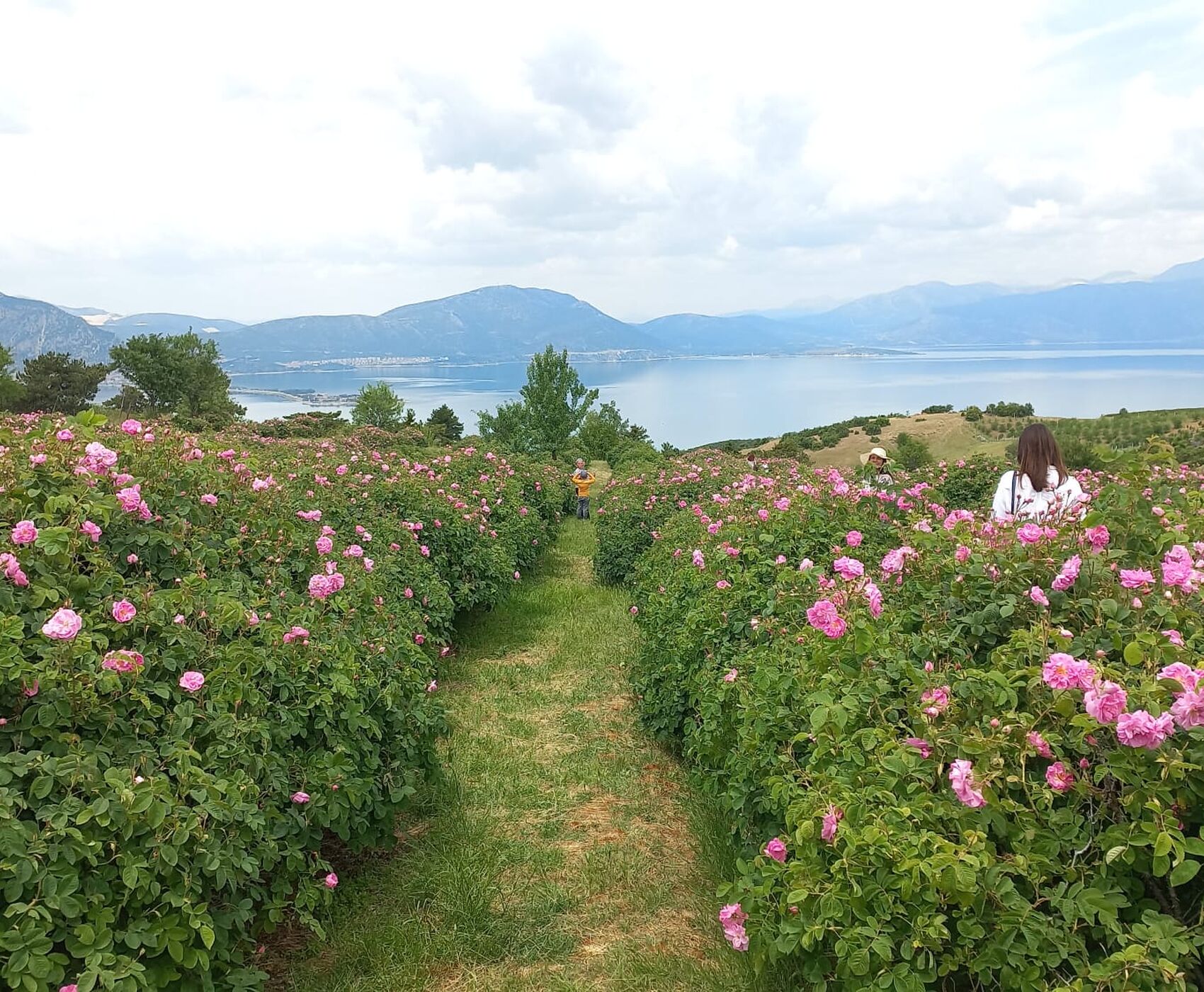 ROSE HARVEST & EGIRDIR LAKE & BEYSEHİR LAKE & LOTUS FLOWERS & STORKS VALLEY