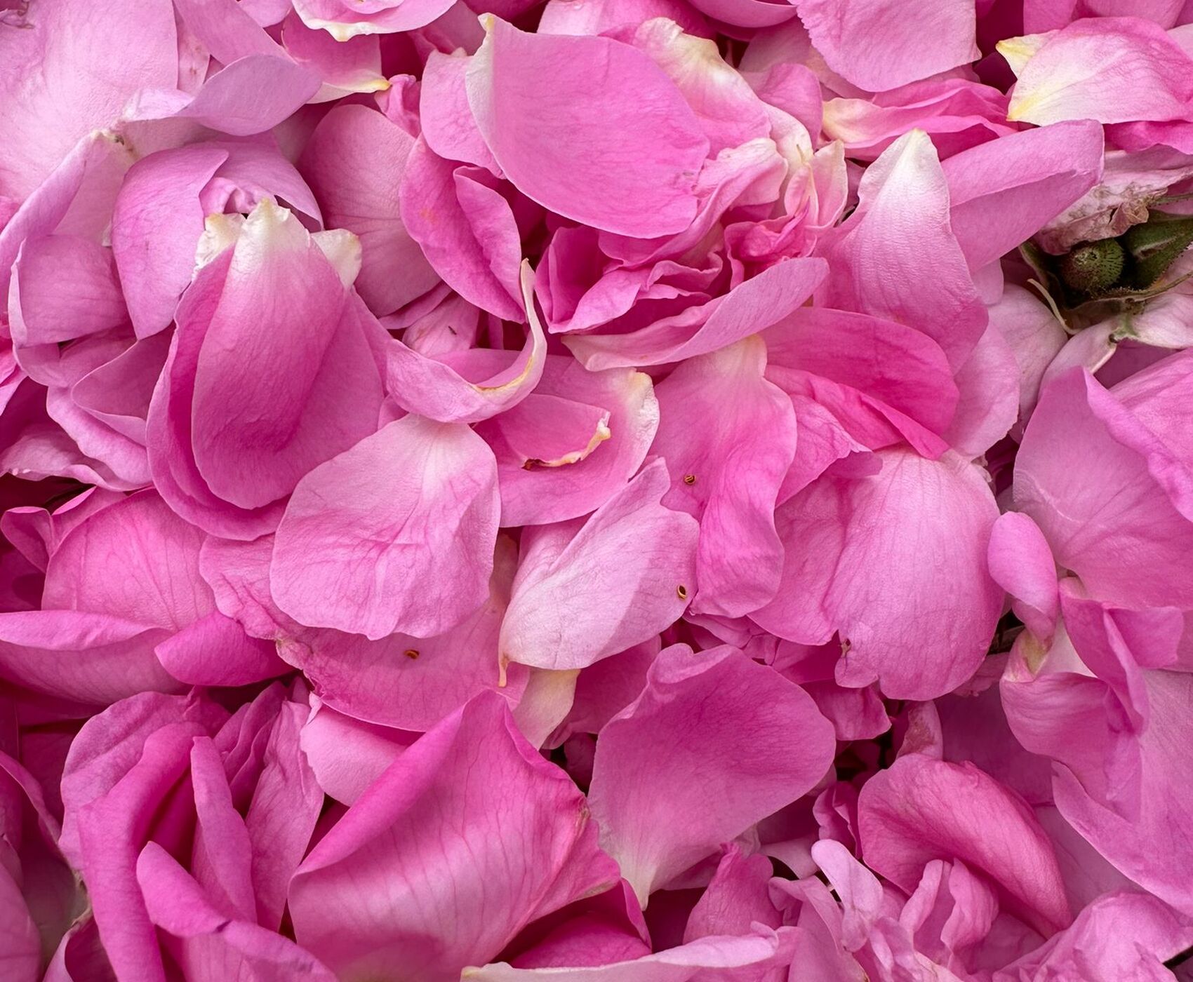 ROSE HARVEST & EGIRDIR LAKE & BEYSEHİR LAKE & LOTUS FLOWERS & STORKS VALLEY