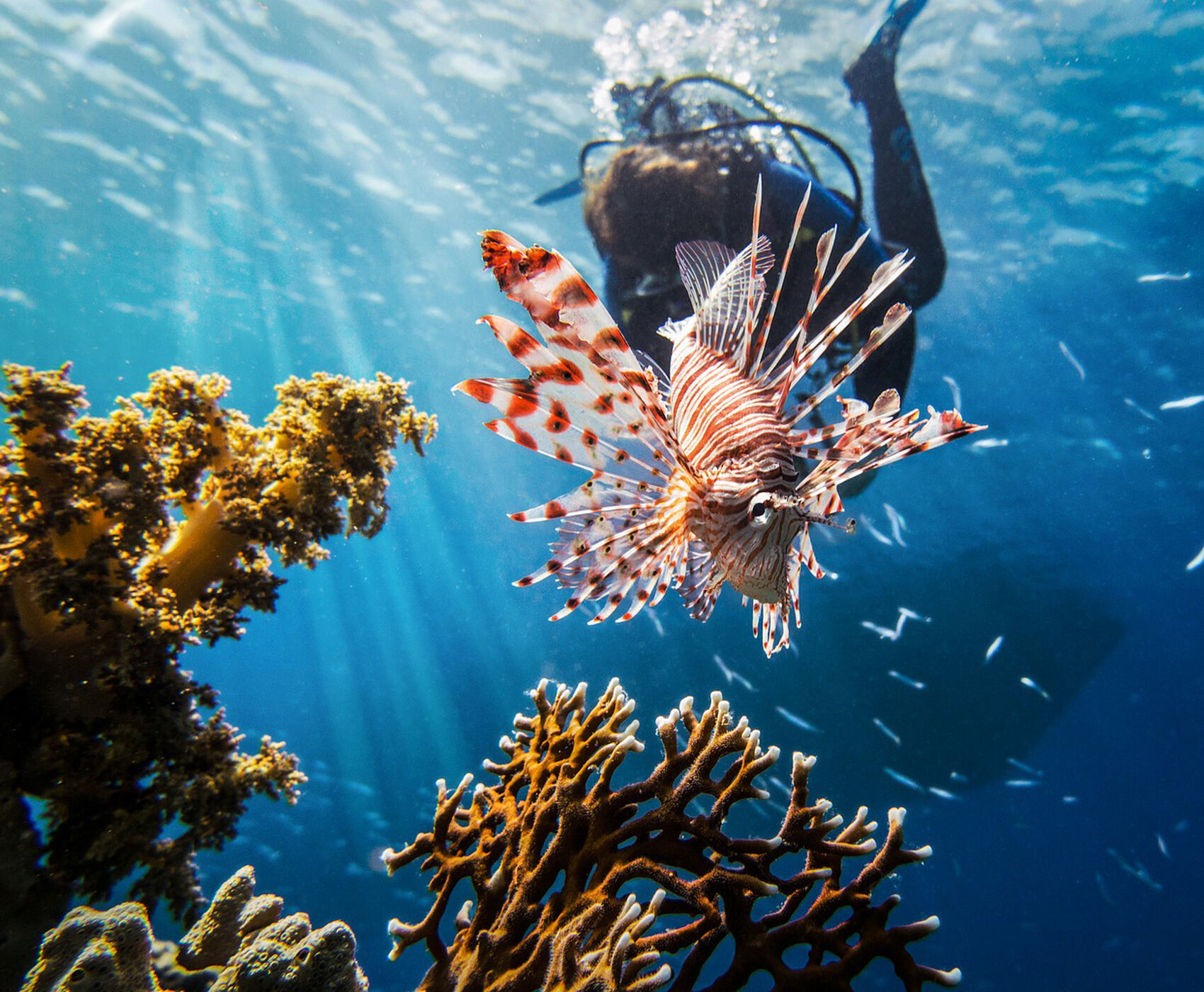 İSTANBUL ÇIKIŞLI HERŞEY DAHİL KAHİRE & PİRAMİTLER & SHARM EL SHEİKH KIZILDENİZDEKİ CENNET AKVARYUM!!!!!!