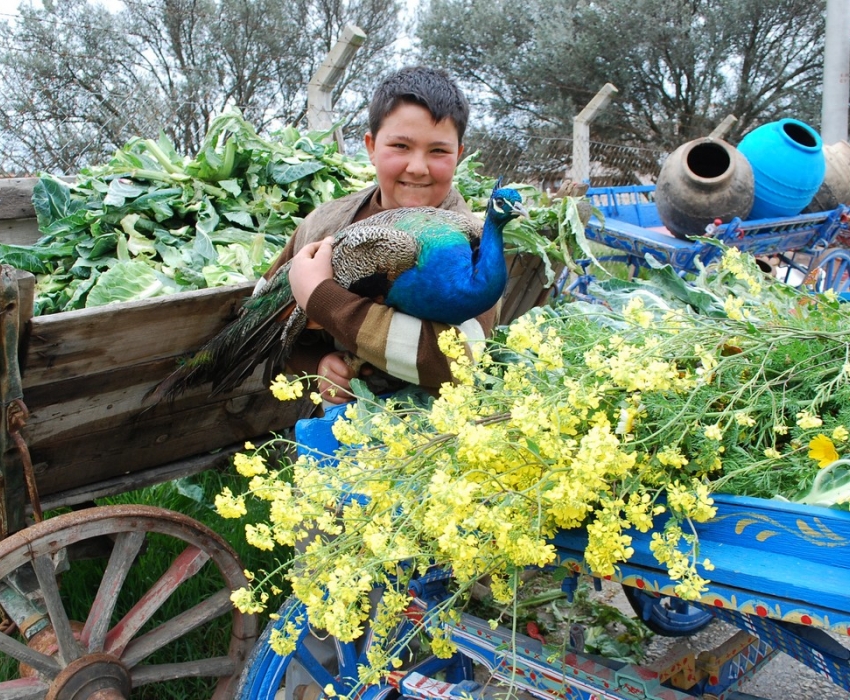 ALAÇATI HERB FESTIVAL AND AEGEAN TOUR